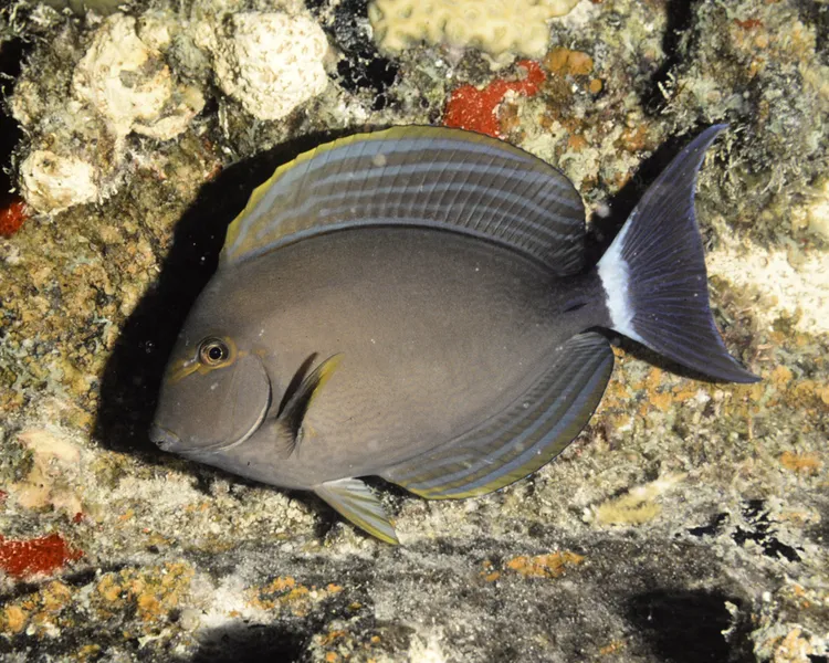 クロハギ (Acanthurus xanthopterus)