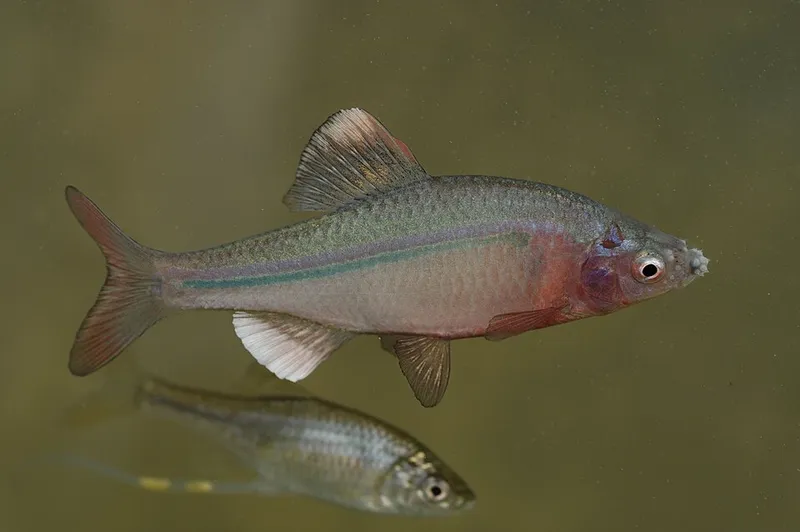 Striped Bitterling (Acheilognathus cyanostigma)