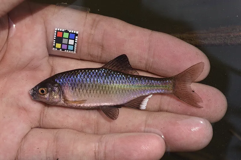 タナゴ (Acheilognathus melanogaster)