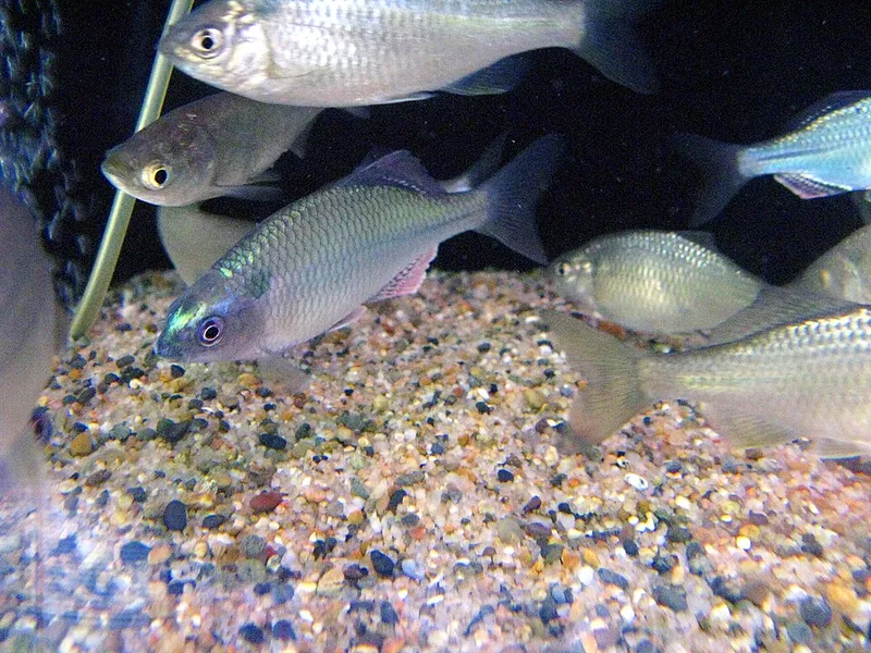 Flat Bitterling (Acheilognathus rhombeus)