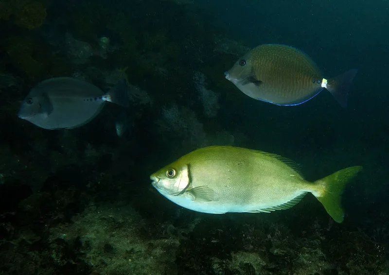 アイゴ (Siganus fuscescens)