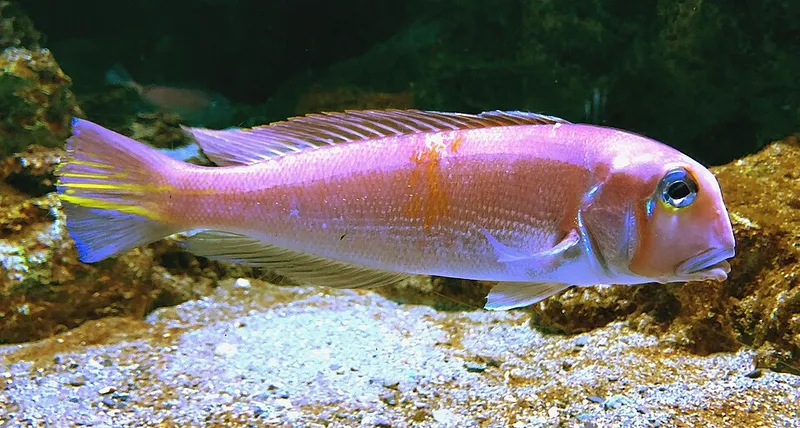 Horsehead Tilefish (Branchiostegus japonicus)