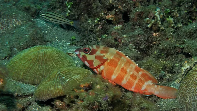 アカハタ (Epinephelus fasciatus)