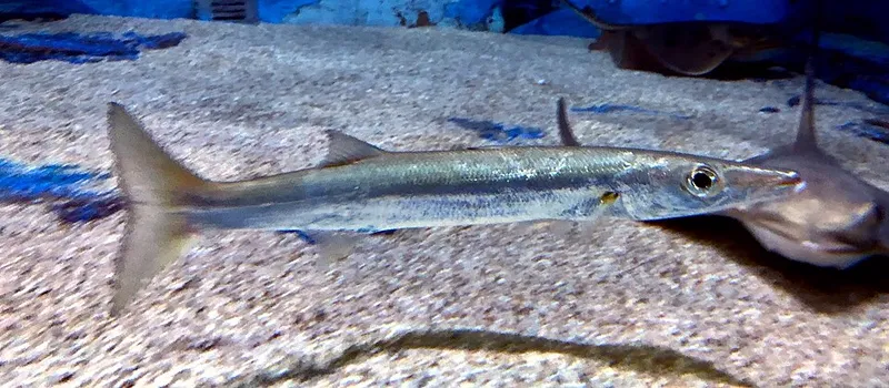 Striped Barracuda (Sphyraena pinguis)
