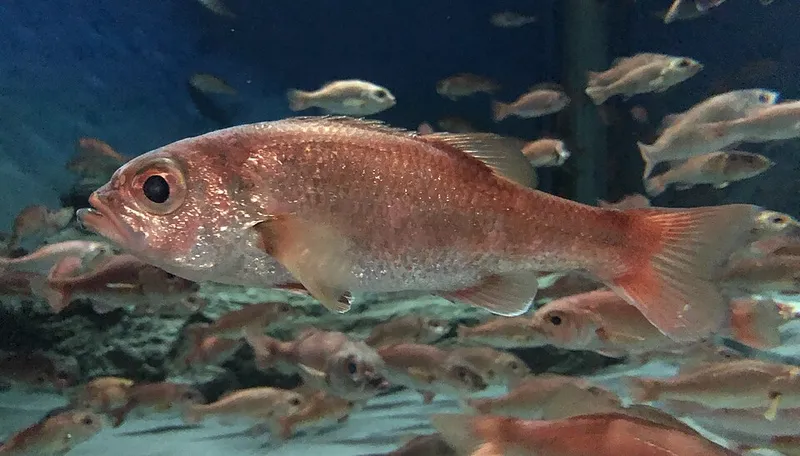 アカムツ (Doederleinia berycoides)