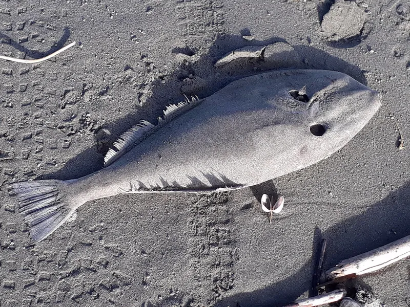 ウスバハギ (Aluterus monoceros)