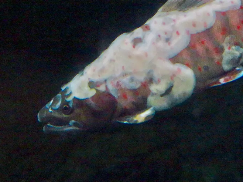 アマゴ (Oncorhynchus masou ishikawae)