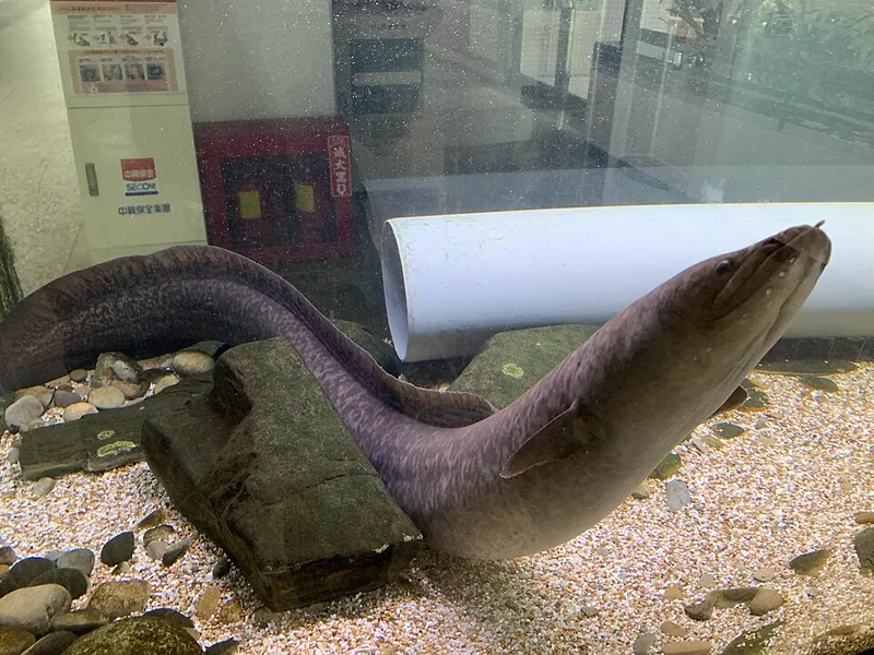 オオウナギ (Anguilla marmorata)