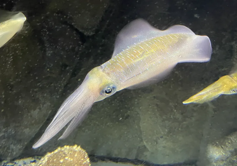 アオリイカ (Sepioteuthis lessoniana)