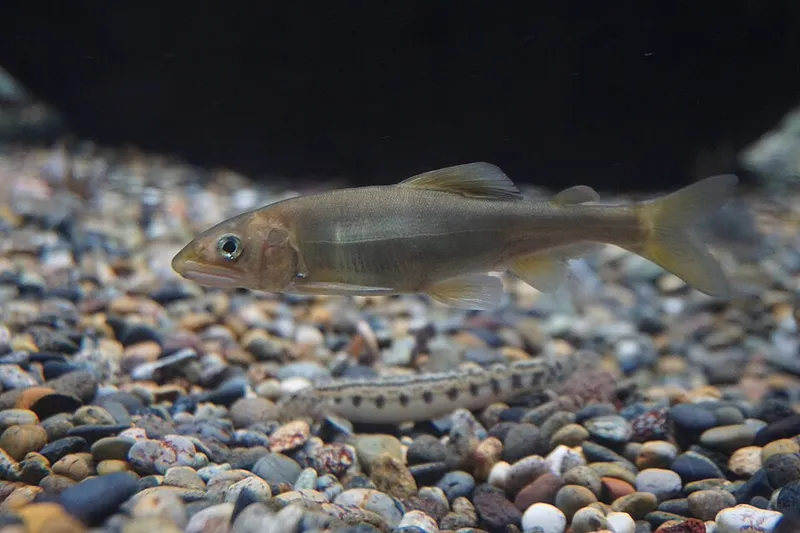 アユ (Plecoglossus altivelis)