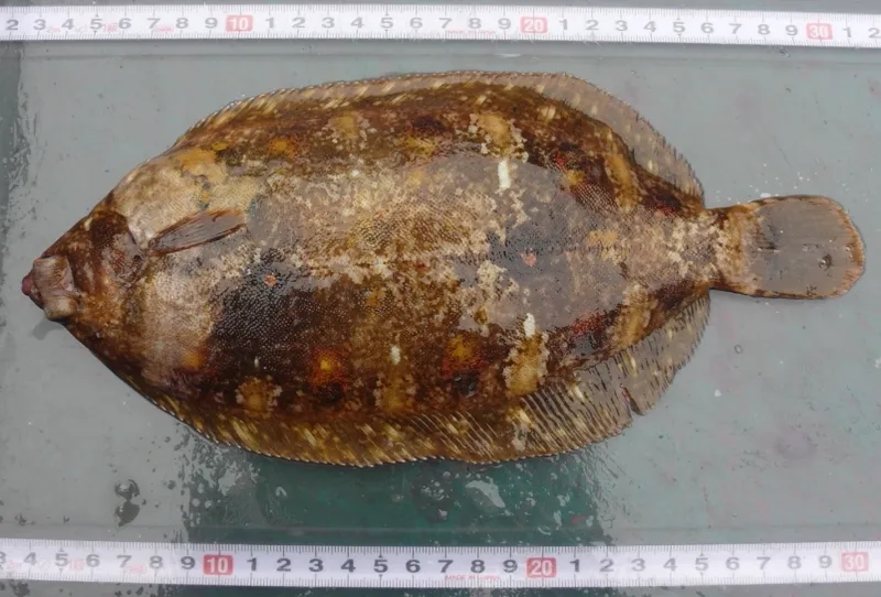 ババガレイ (Microstomus achne)