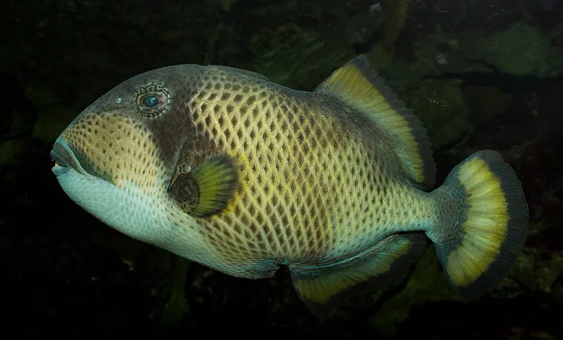 ゴマモンガラ (Balistoides viridescens)
