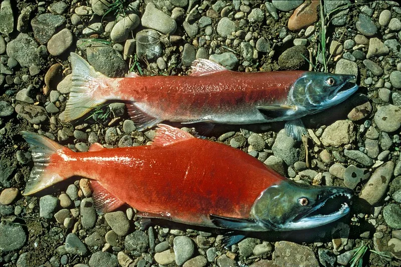 ベニザケ (Oncorhynchus nerka)