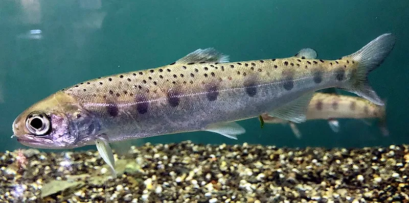 Biwa trout (Oncorhynchus masou rhodurus)