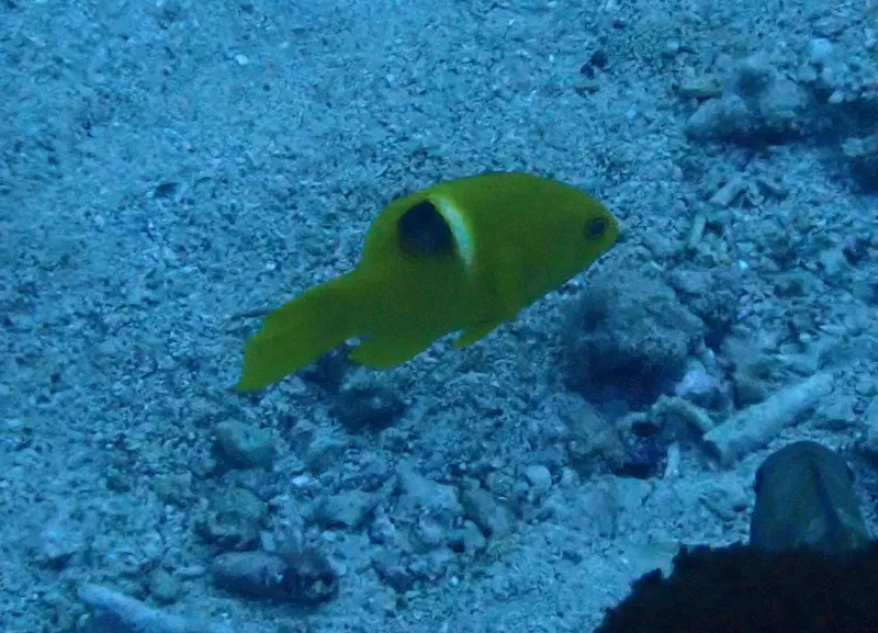 タキベラ (Bodianus perditio)