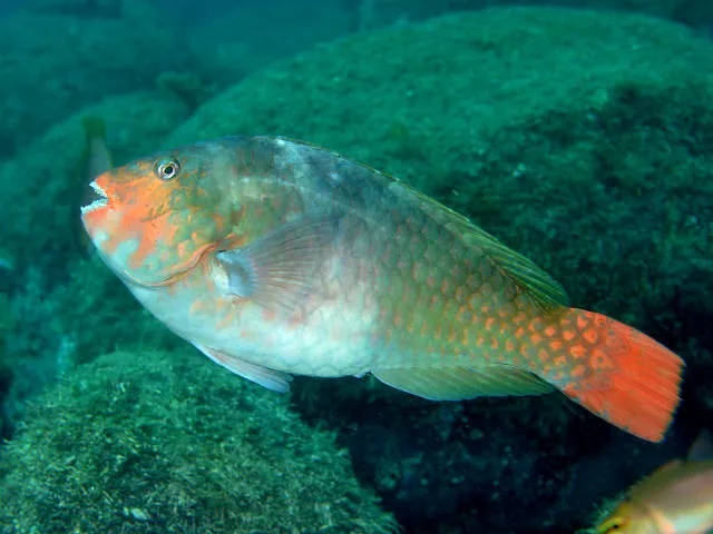 ブダイ (Calotomus japonicus)