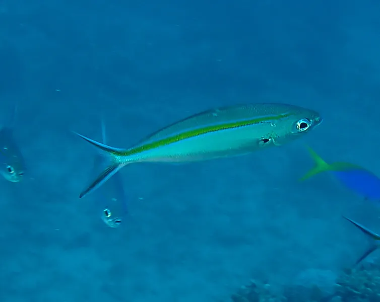 ササムロ (Caesio caerulaurea)