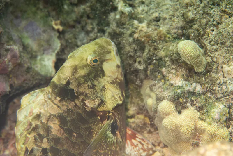 タイワンブダイ (Calotomus carolinus)