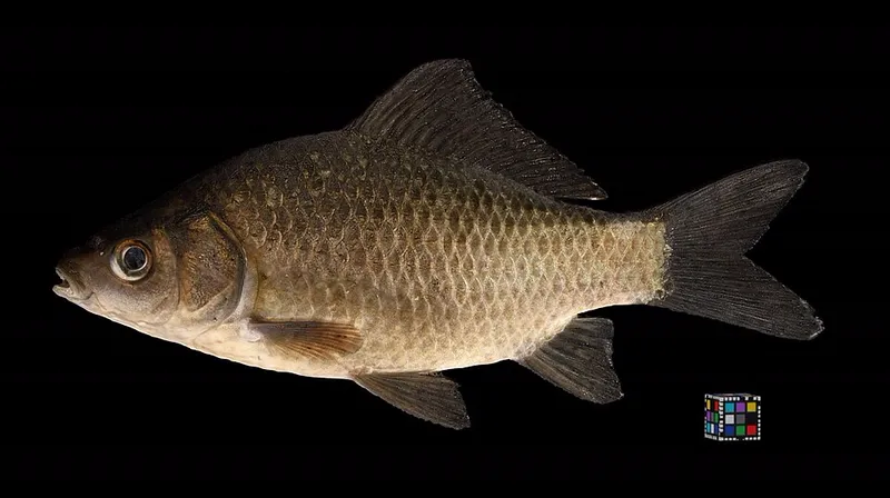 ギンブナ (Carassius langsdorfii)