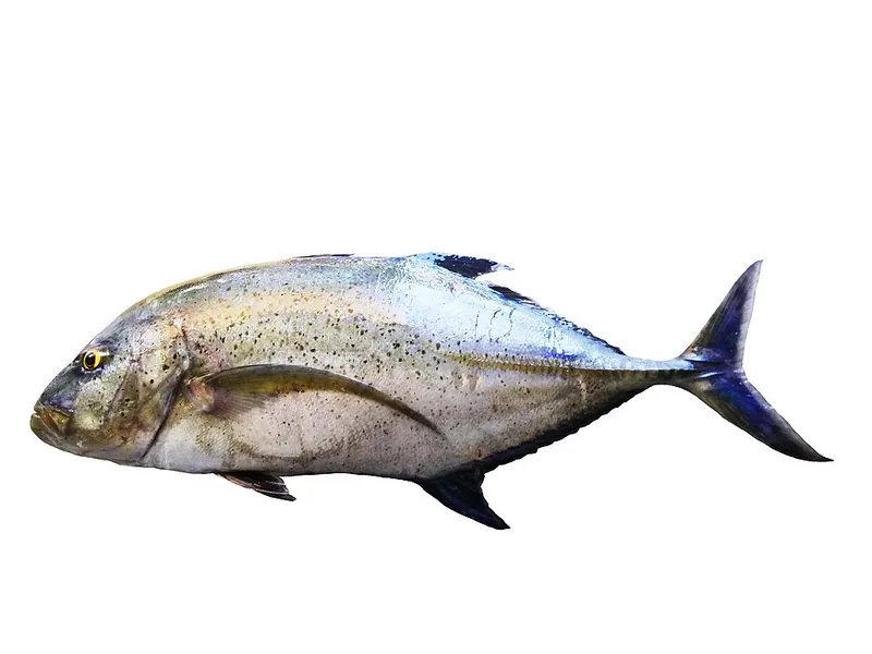 カスミアジ (Caranx melampygus)