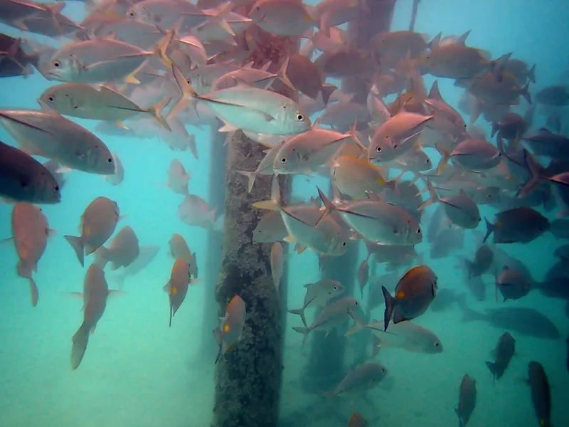ギンガメアジ (Caranx sexfasciatus)