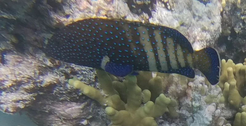 Peacock Grouper (Cephalopholis argus)