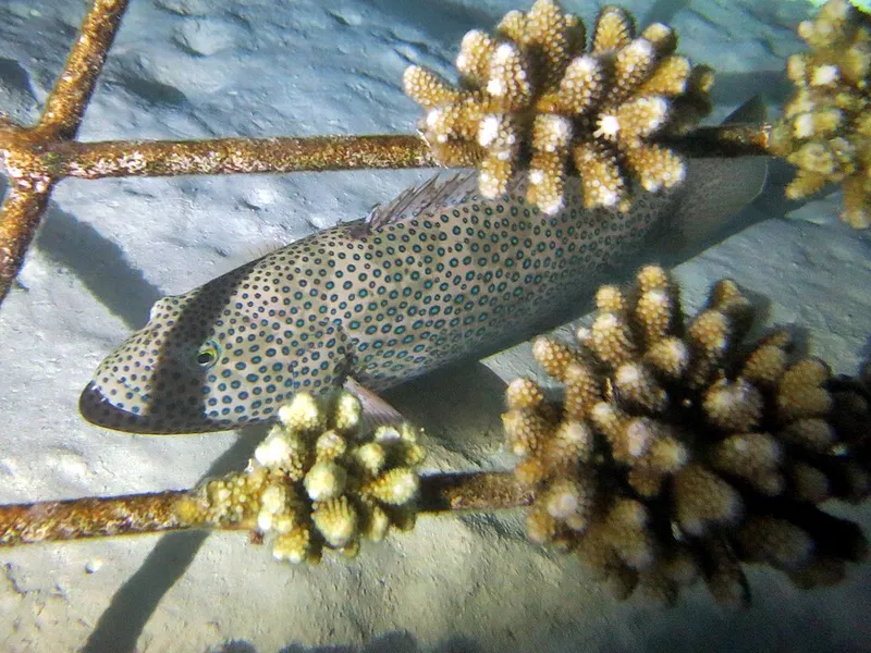 ユカタハタ (Cephalopholis miniata)