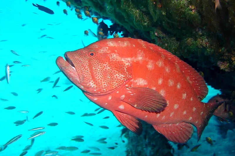 Tomato Grouper (Cephalopholis sonnerati)