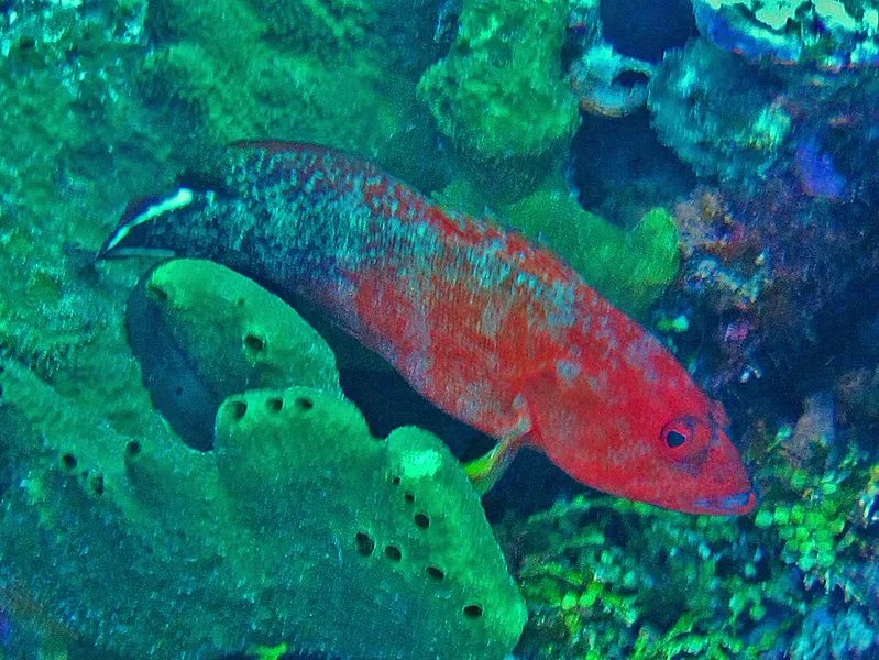 ニジハタ (Cephalopholis urodeta)