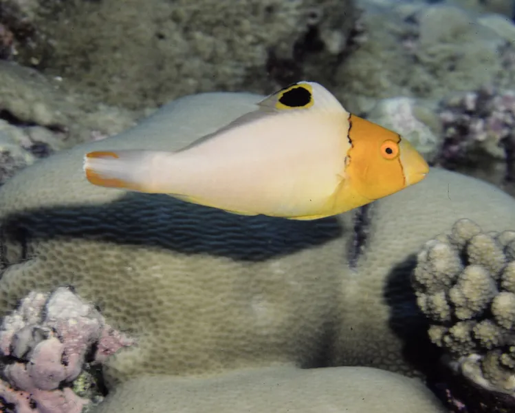 イロブダイ (Cetoscarus ocellatus)