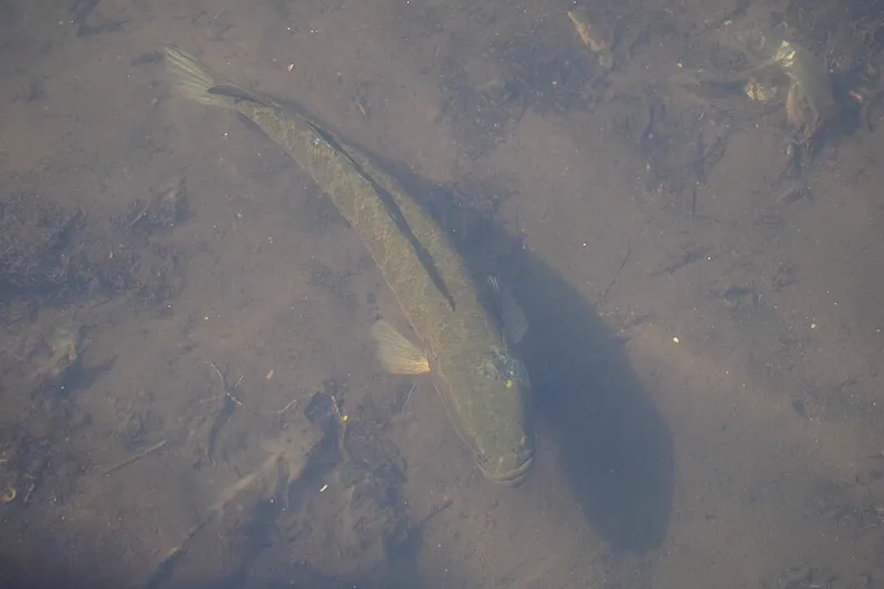 カムルチー (Channa argus)