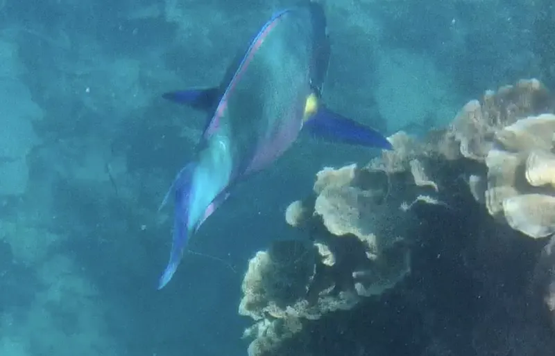 ナンヨウブダイ (Chlorurus microrhinos)