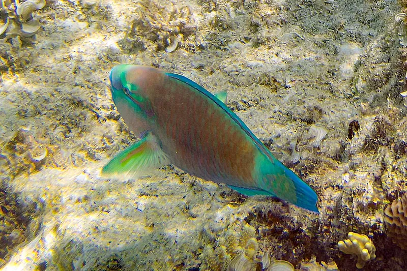 ハゲブダイ (Chlorurus spilurus)