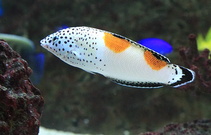 カンムリベラ (Coris aygula)