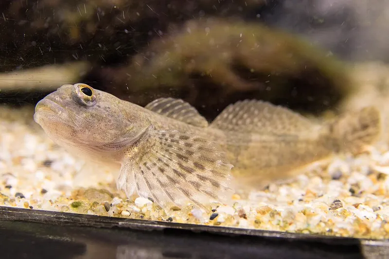 カジカ (Cottus pollux)
