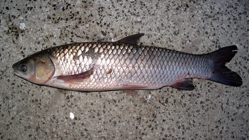 ソウギョ (Ctenopharyngodon idella)