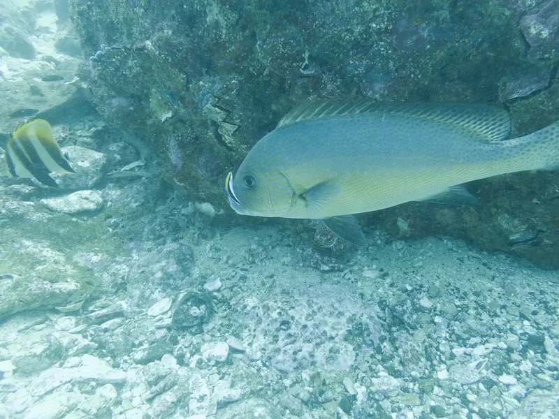 Painted Sweetlips (Diagramma pictum)