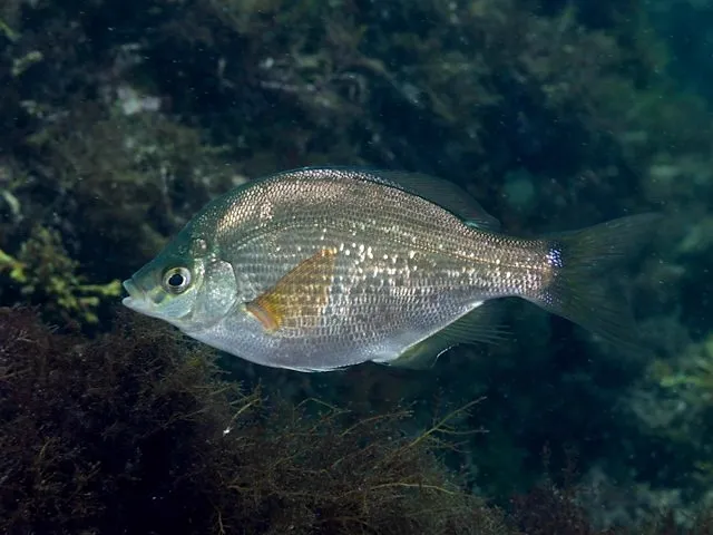 ウミタナゴ (Ditrema temminckii)