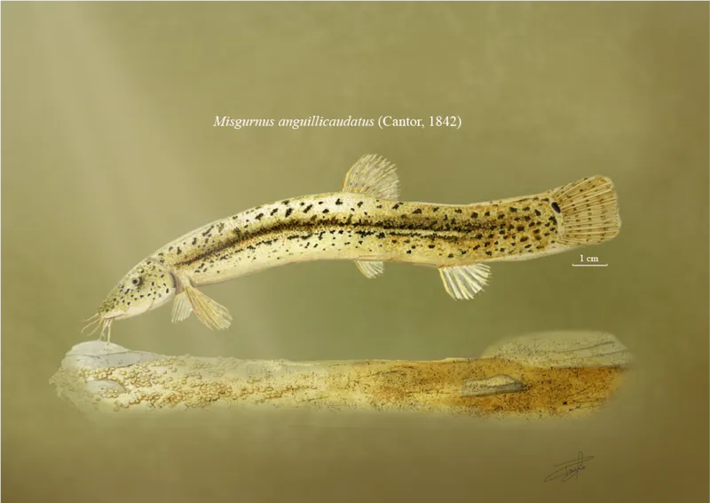 ドジョウ (Misgurnus anguillicaudatus)