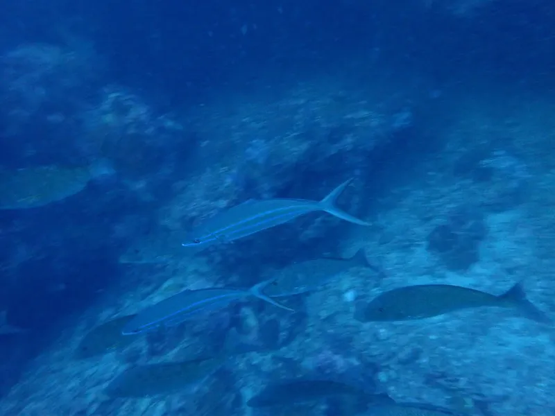 ツムブリ (Elagatis bipinnulata)