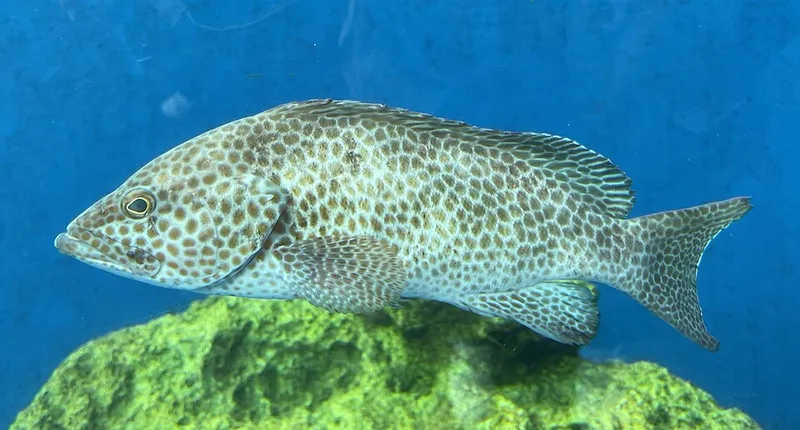 Areolate Grouper (Epinephelus areolatus)