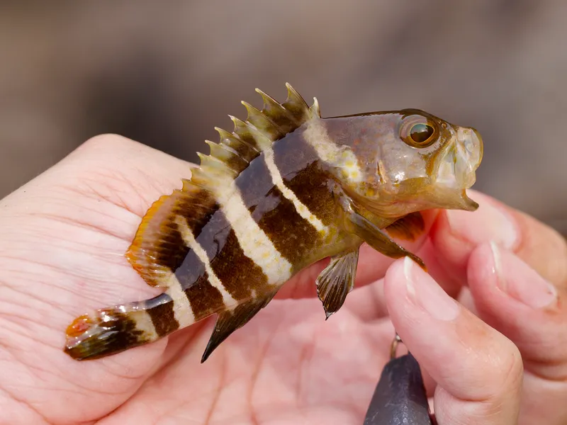 アオハタ (Epinephelus awoara)