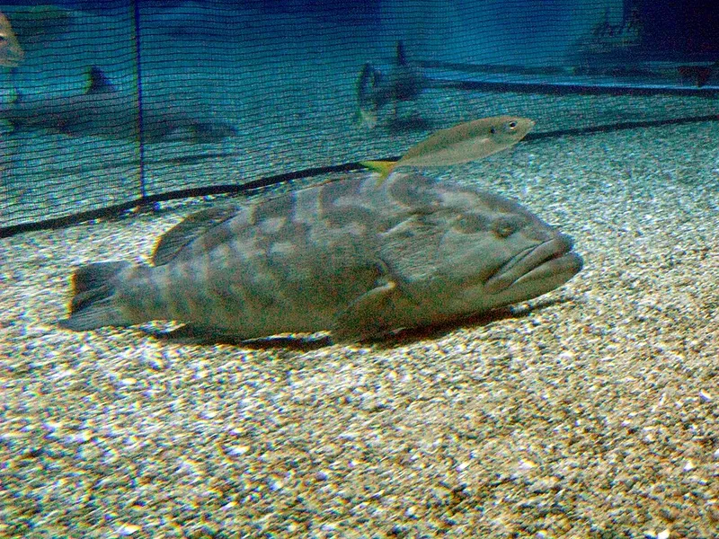 クエ (Epinephelus bruneus)