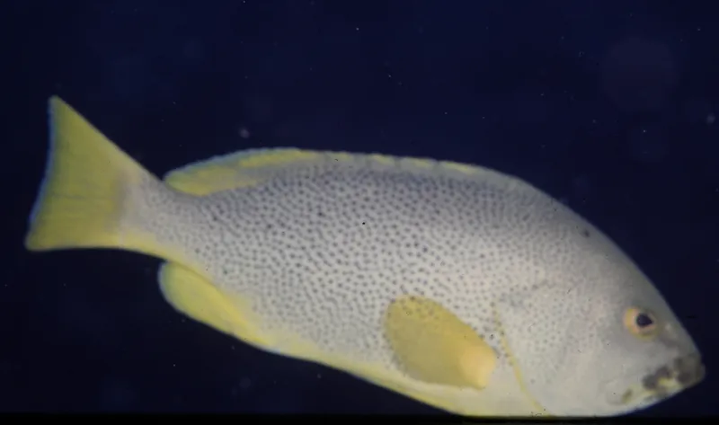 ツチホゼリ (Epinephelus cyanopodus)