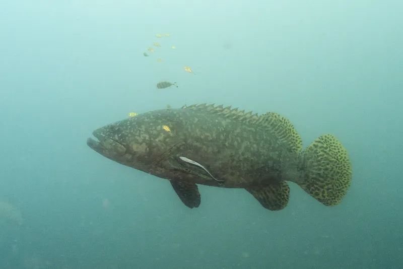タマカイ (Epinephelus lanceolatus)