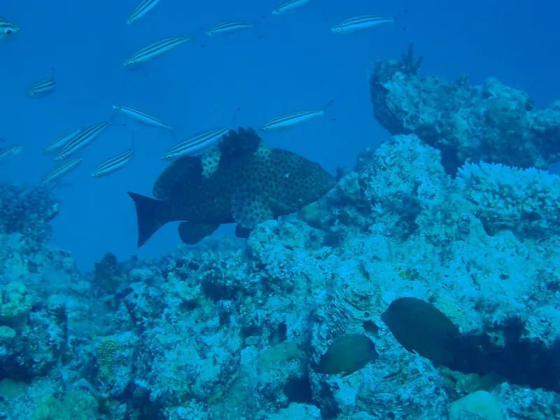 シロブチハタ (Epinephelus maculatus)