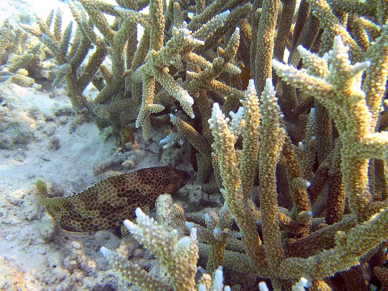Honeycomb Grouper (Epinephelus merra)