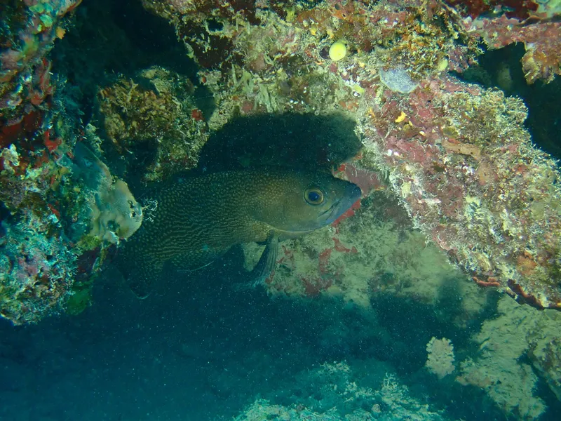 ナミハタ (Epinephelus ongus)