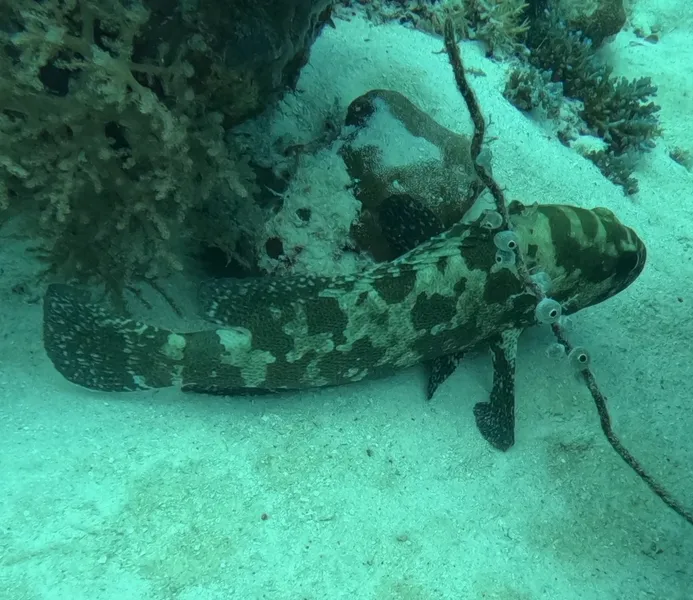 Camouflage Grouper (Epinephelus polyphekadion)