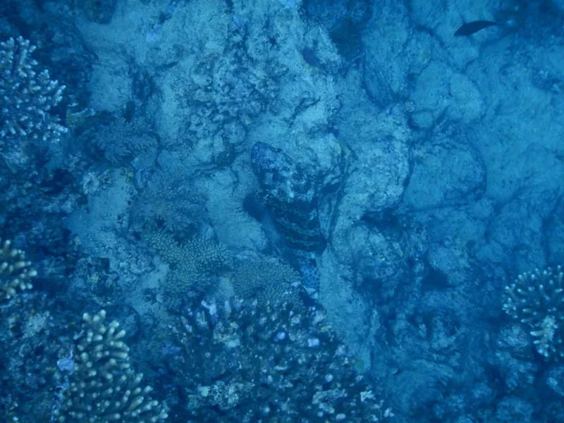 ヒトミハタ (Epinephelus tauvina)